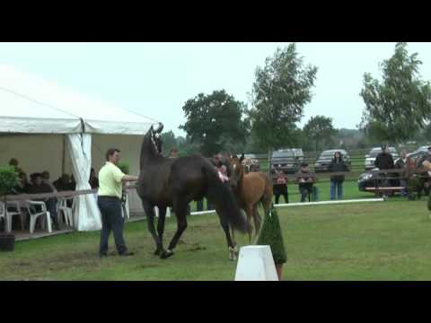 Sudweyher Fohlenschau 2011 - Kat.-Nr. 41: Stutfohlen v. Royal Classic - Waterford - Falkland