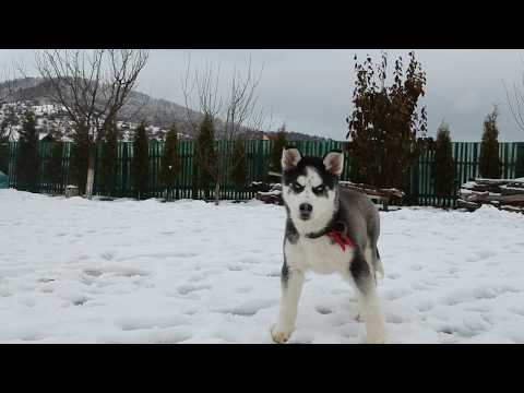 Viisoara in prag de sarbatoare (BISTRITA NASAUD)