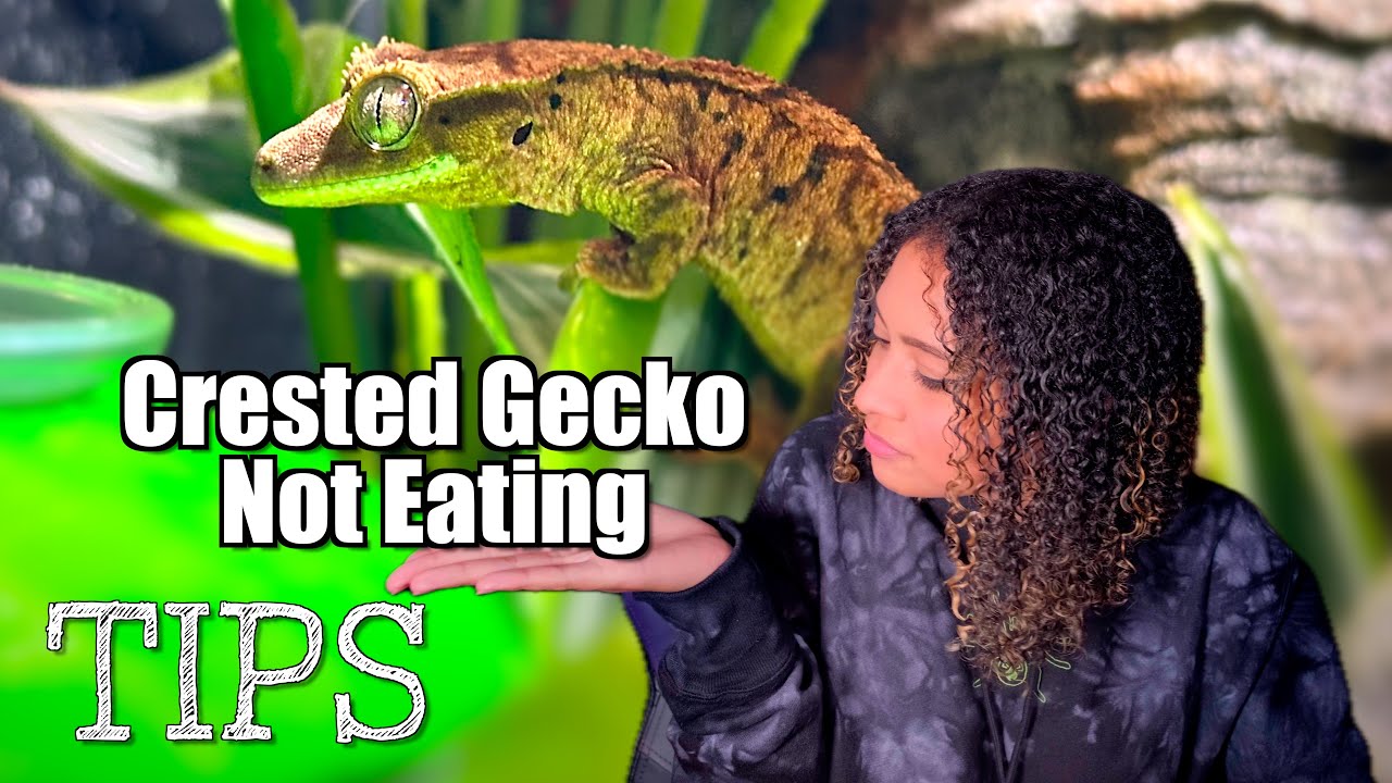 Baby Crested Gecko Not Eating?