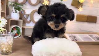 ハーフ犬の動画01