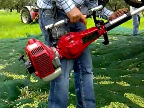 Dai corni curare limpotenza Effetto di menta piperita su potenza maschile