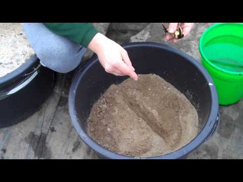 lotus richtig pflanzen /  www.lotusland.de