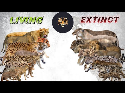 Big Cats Size Comparison LIVING EXTINCT 