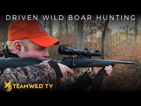Driven Wild Boar Hunting in Germany