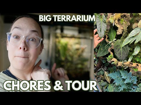Terrarium update and chores | Plant with Roos