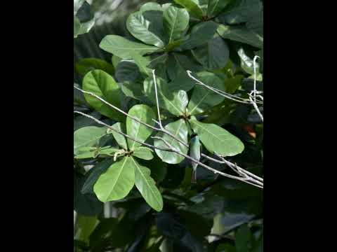 Z50II + 180-600mm  #birds #outdoorphotography #wildlife #wildlifephotography #野生動物