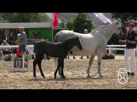 Holsteiner Fohlenchampionat 2016 - Nordfriesland - Siegerstutenring