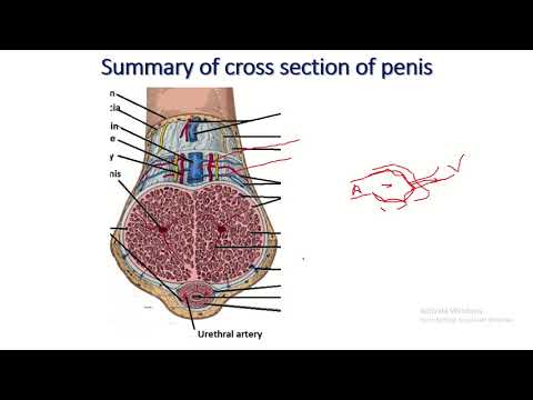 Hogyan lehet egy férfinak péniszmasszázst adni