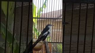 Download lagu Kapasan kemiri mp3 Download lagu Kapasan kemiri mp3