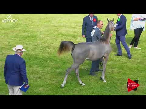 N.6 PURE MAGIC KA - Strohen 2018 C European