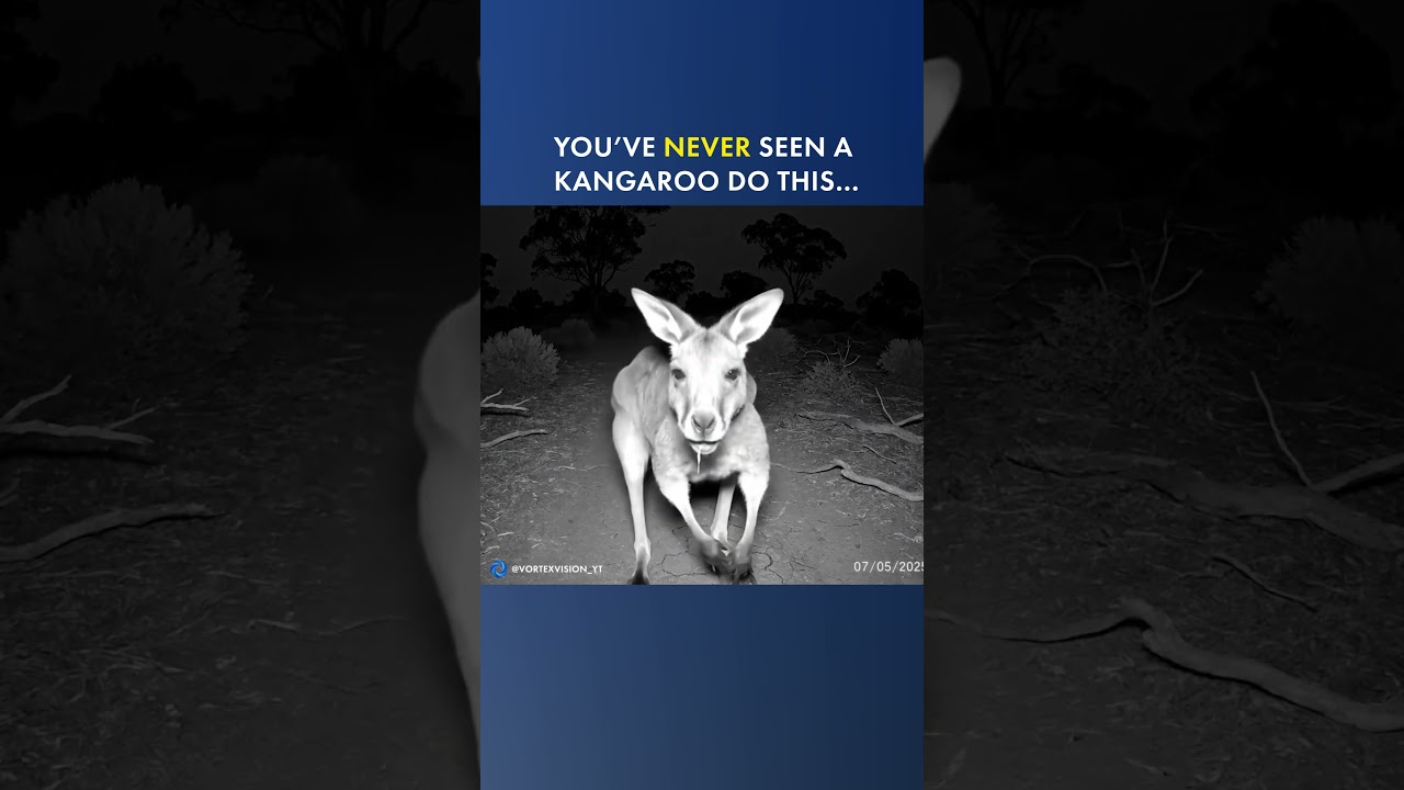You’ve Never Seen a Kangaroo Do THIS…