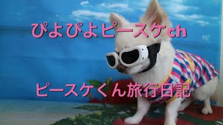 【チワワ】ピースケくんのお出かけ日記♯2　赤穂編