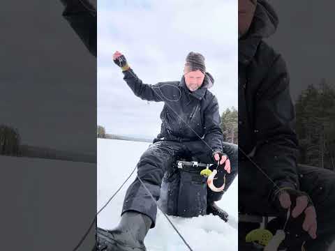 Pimpla abborre Jämtland