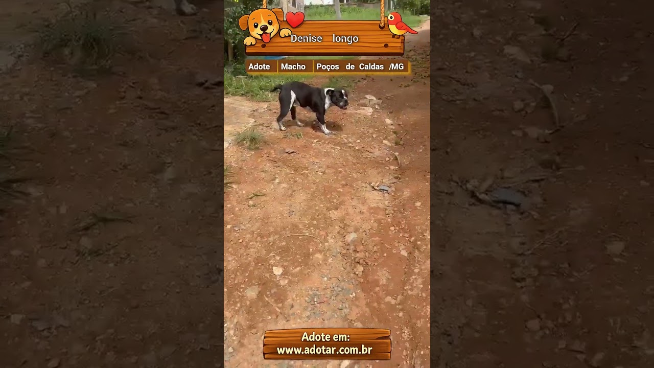 Cachorro raça Bulldog idade 2 anos nome Denise longo