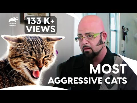 Jackson Faces It's Toughest Challenge Yet | My Cat From Hell S4 E 13, 14, 15 | Animal Planet