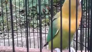 Download lagu Cuplikan sedikit pertengahan durasi the best of zam zam bernyanyi mp3