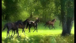 the window   leonard cohen 1