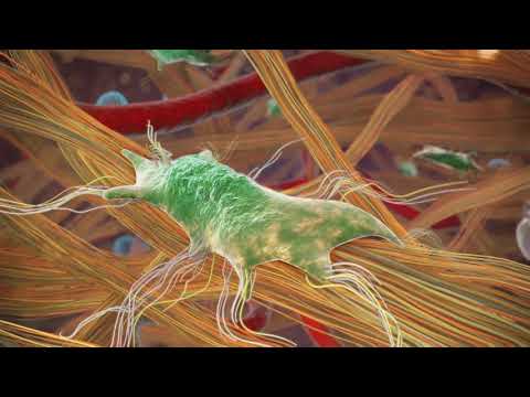 Tissue Repair| MOA Animation