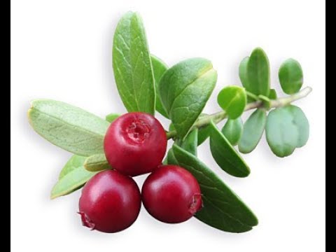 agrumi e prostatite