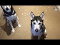 Husky Siberiano  - 30 Incredible Huskies | Funny Dog Video Compilation 2017