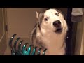 Funniest Husky Videos 🤣 🐶 Funny And Cute Dog Videos Compilation!