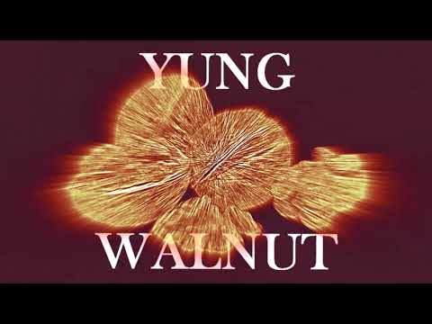 yung walnut - the life of a walnut