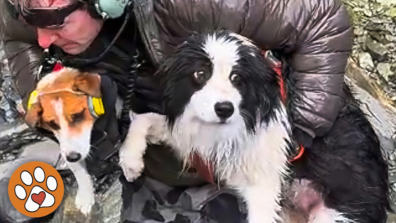 The dog who waited at the waterfall