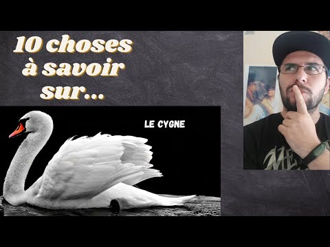 10 Choses à savoir sur... Le Cygne #cygne #10chosesasavoirsur #KuraiD