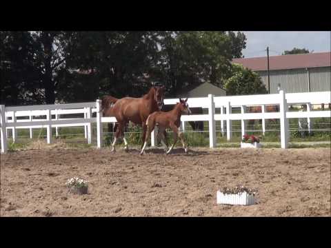 Finess B v. Foundation - Quaterback