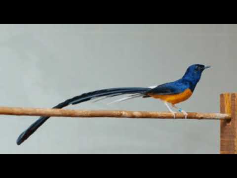 download lagu mp3 mp4 Masteran Burung Agar Cepat Gacor, download lagu Masteran Burung Agar Cepat Gacor gratis, unduh video klip Masteran Burung Agar Cepat Gacor