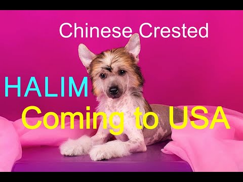 Puppy Halim Coming to the USA