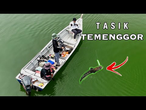 CASTING TOMAN TASIK TEMENGGOR | ROYAL BELUM | - 130 #toman