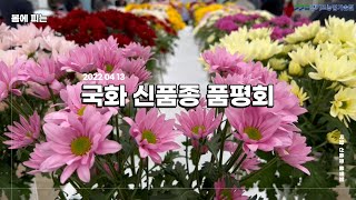 국화가 봄에 핀다고? 아니 우리껀 그렇다니까! 참
