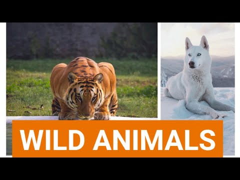 Wild Animals for beginners , UKG ,  class 1 and class 2 . Spoken English / Learning English .
