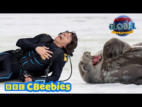 アンディの冬の動物アドベンチャー！ | CBeebies (Andy's Winter Animal Adventures! | CBeebies)