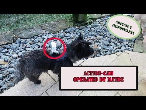 Actioncam - die Welt aus Hundesicht | Hundekanal | Cairn Terrier