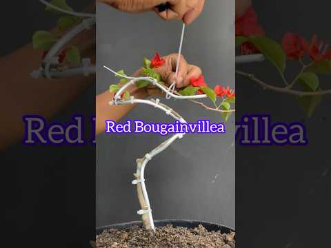 Making a Bougainvillea Bonsai Tree
