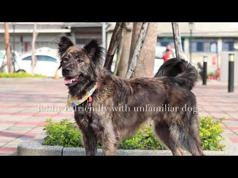 Tabby, an adopted Collie & Shepherd Mix in San Mateo, CA_image-1