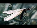Flying Termites Take A Dangerous Journey To A New Life Deep Look