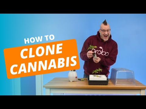 How To Clone Cannabis Plants (Quick & Easy)