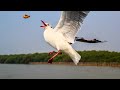 Amazing Facts Of Seagulls What Do These Coastal Birds Eat