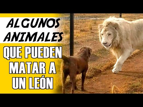 7 Animales Que Son Capaces De Matar A Un León