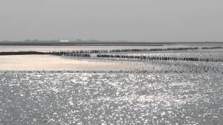 preview picture of video 'Vogels op de vloedlijn, Waddenzee Werelderfgoed'