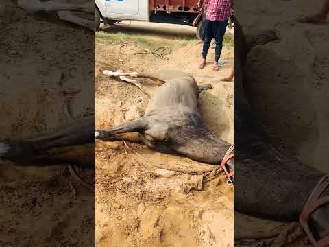 13 फ़रवरी 2025