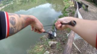 Daiwa presso ags