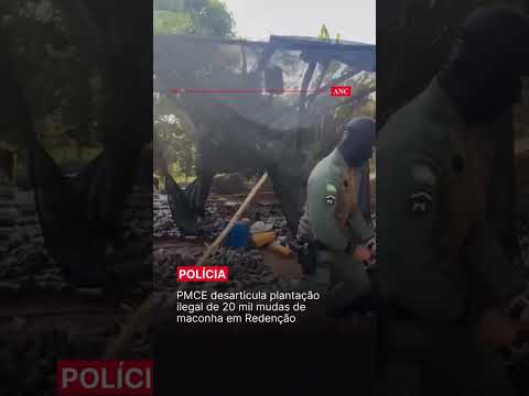 Polícia destrói 20 mil mudas de maconha em plantação no Ceará #shorts #Policia #Ceará