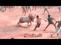 Komban Jallikattu Status