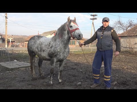 Armasar Sur - proprietar Sandel de la Fundatura, Cluj - 2018