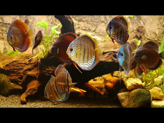 Beautiful Discus Tank (Discus fish ) HD