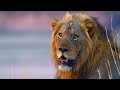 Introducing Lion Camp Zambia